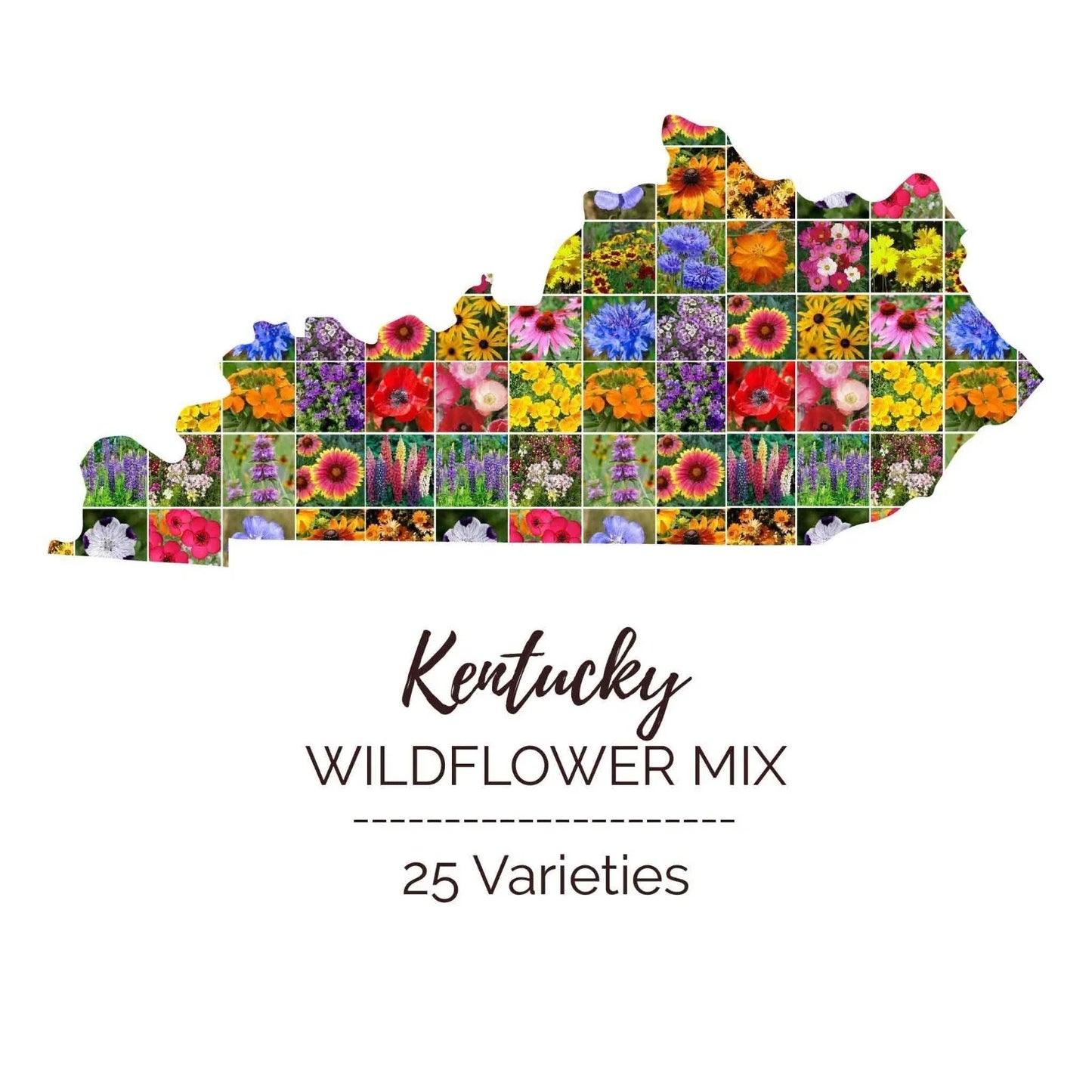 Kentucky Wildflower Seed Mix - 1000 Non-GMO Seeds, 25 Types Perennial & Annual, USA Grown
