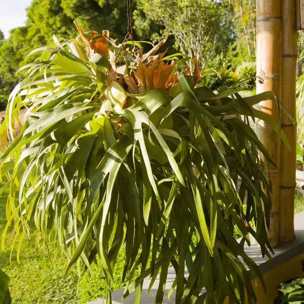 Staghorn Fern Plant - 4 in. Unique Foliage, Low Maintenance House Plant - 3-Pack, Platycerium