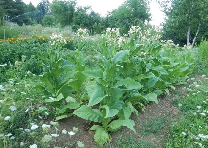 Virginia Gold Tobacco Seeds - 1000 Heirloom Seeds - Nicotiana Tabacum for Home Growing