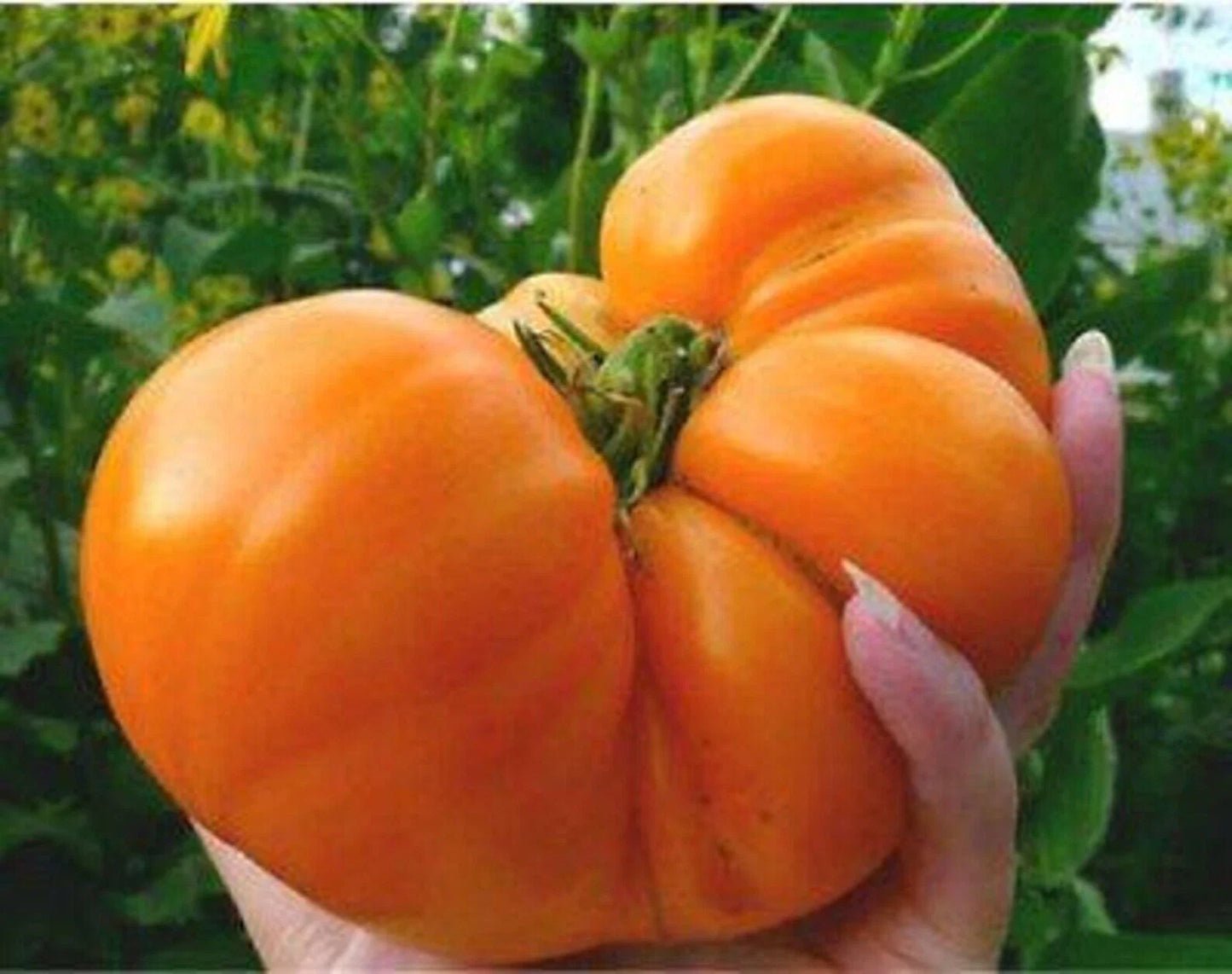 Amana Orange Tomato Seeds - 10+ Heirloom Organic Non-GMO - Rare Variety - Solanum lycopersicum