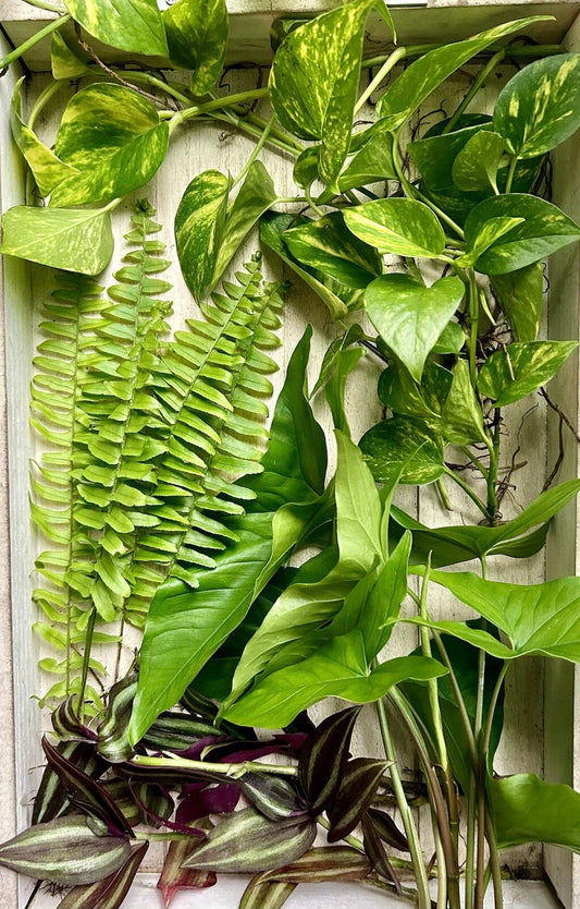 20 Live House Plant Cuttings - Rooted & Healthy - Four Varieties - Ideal for Home Decor & Gardening - Indoor Plants