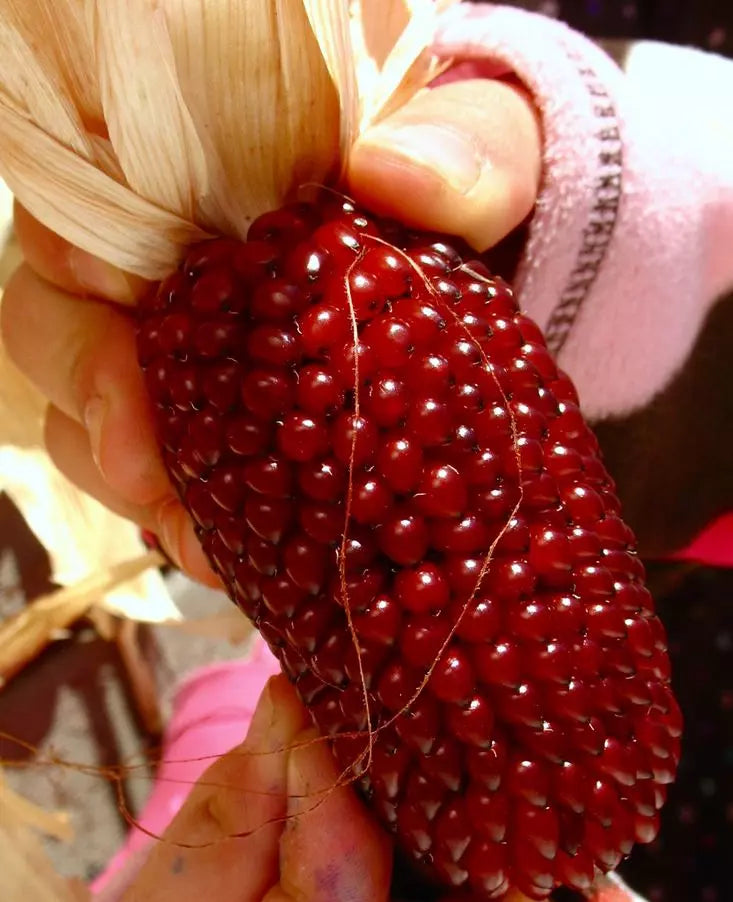 5000+ Strawberry Ruby Corn Seeds - Heirloom Organic Popcorn - Sweet Variety - Zea mays everta