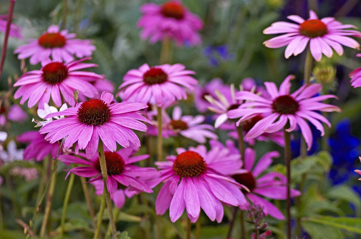 1000 Purple Coneflower Echinacea Purpurea Seeds, Medicinal Herb, Fast Shipping