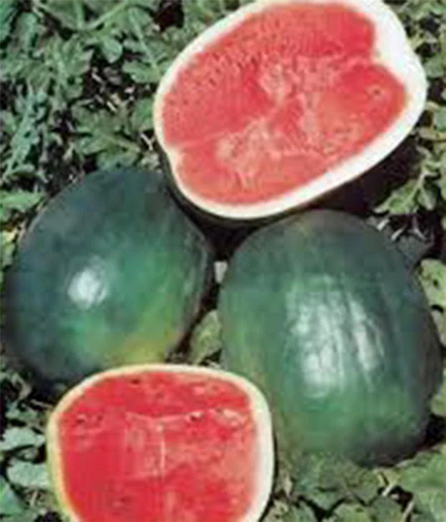 Watermelon Seeds, 500 Count, Black Diamond Heirloom, Non-GMO, Citrullus lanatus