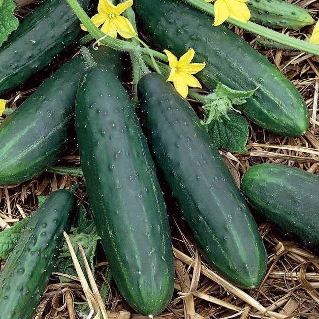 Spacemaster 80 Cucumber Seeds - 25+ Heirloom Organic NON-GMO - Fresh Cucumis sativus