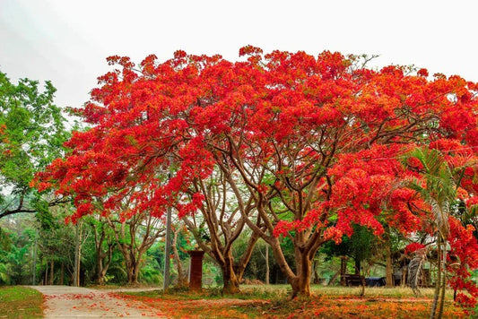 20 Seeds Delonix regia - Royal Poinciana Flame Tree - Flamboyant Red Flowers, Tropical Garden Plant