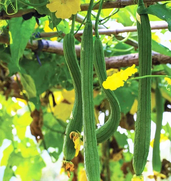 Extra Long Smooth Luffa Gourd Seeds - 2025 Planting - Smooth Aegyptiaca Sponge