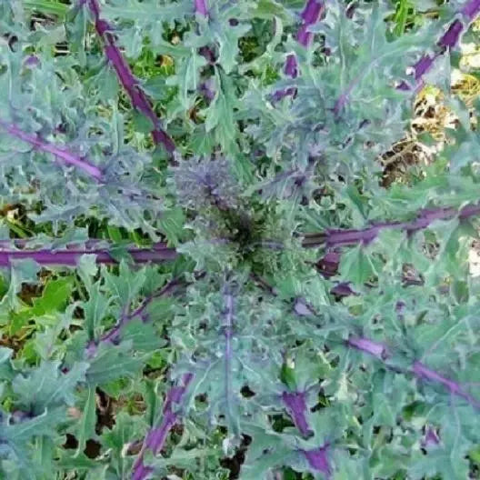 Red Russian Kale Seeds - 1000 Count - Non-GMO Brassica napus var. pabularia - Free Shipping