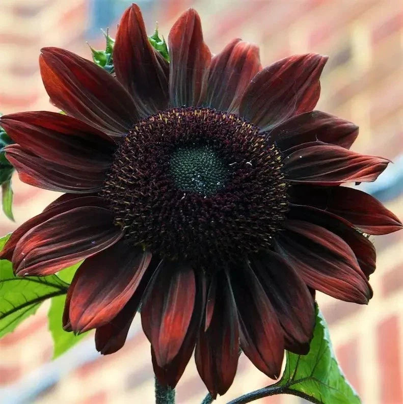 Chocolate Cherry Sunflower Seeds - Heirloom Organic NON-GMO - 100+ Seeds - Helianthus annuus