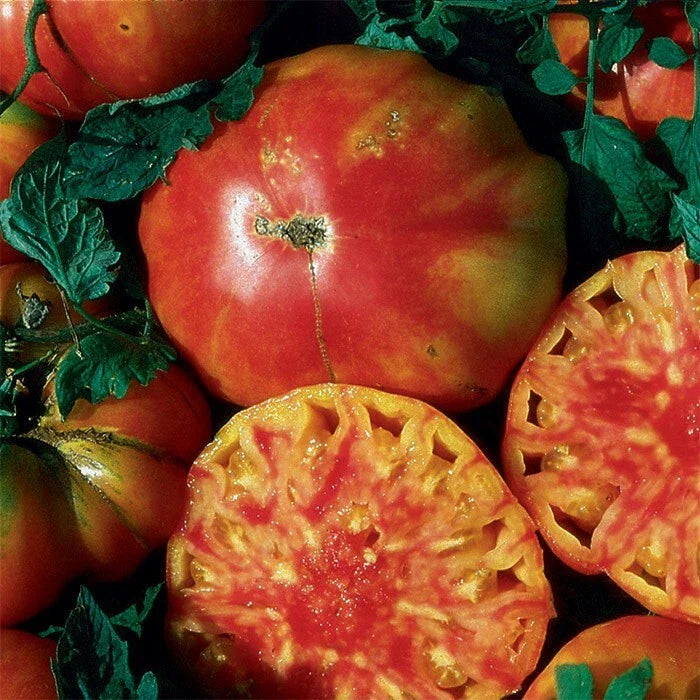 Heirloom Hillbilly Tomato Seeds - 120+ Organic Non-GMO Fresh Seeds - Rare Variety