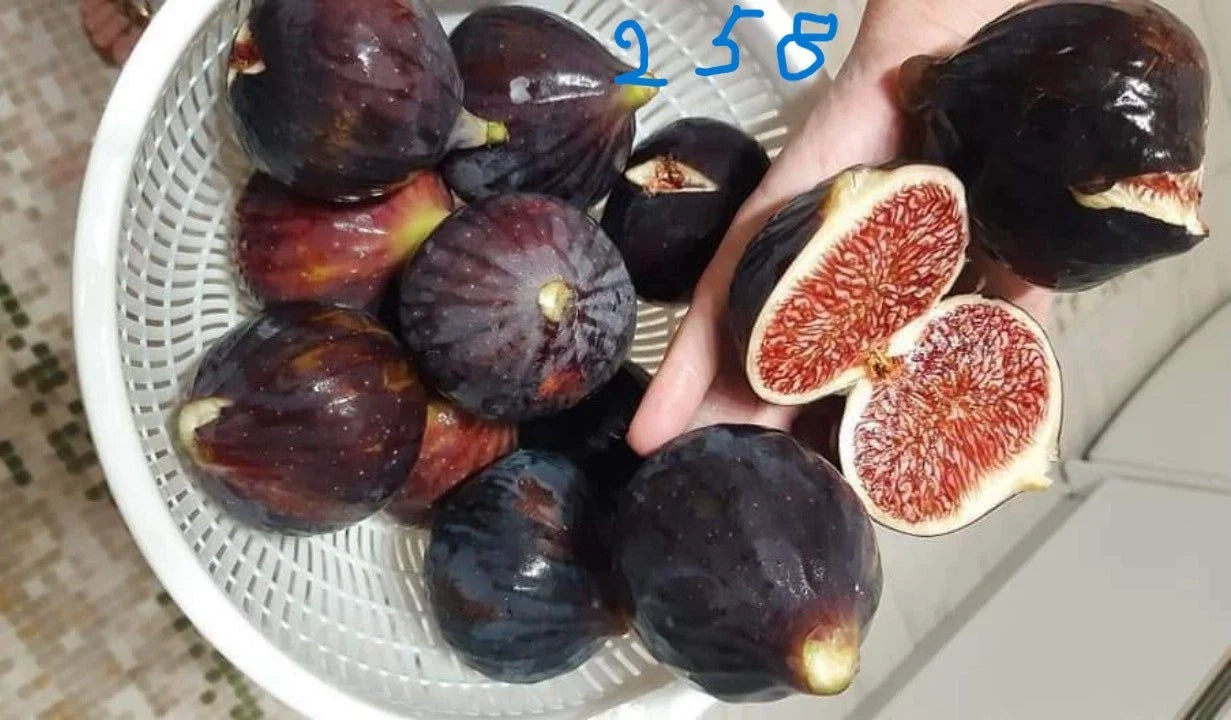 Italian 258 Cutting Plant - Not Rooted - Tomato Variety (Solanum lycopersicum)