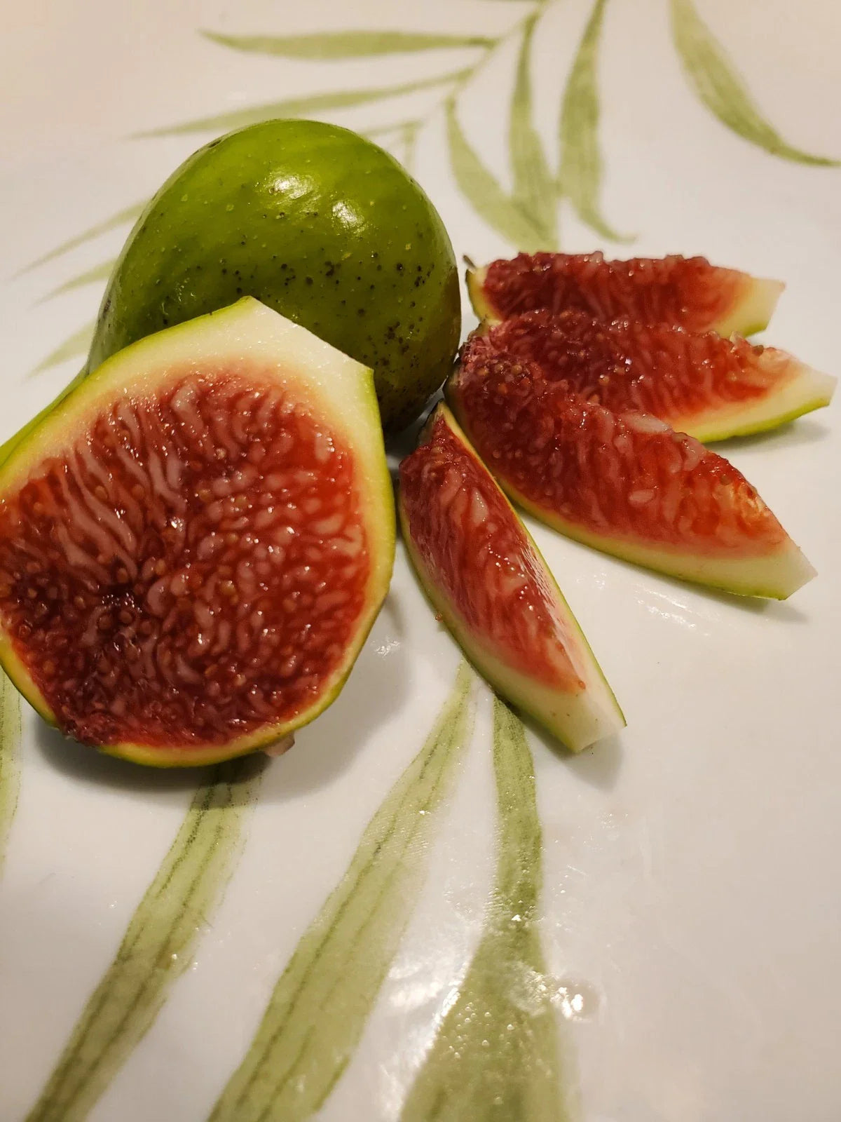 White Madeira Fig Cutting 10 Inches - Ficus carica - Summer Rooting Variety