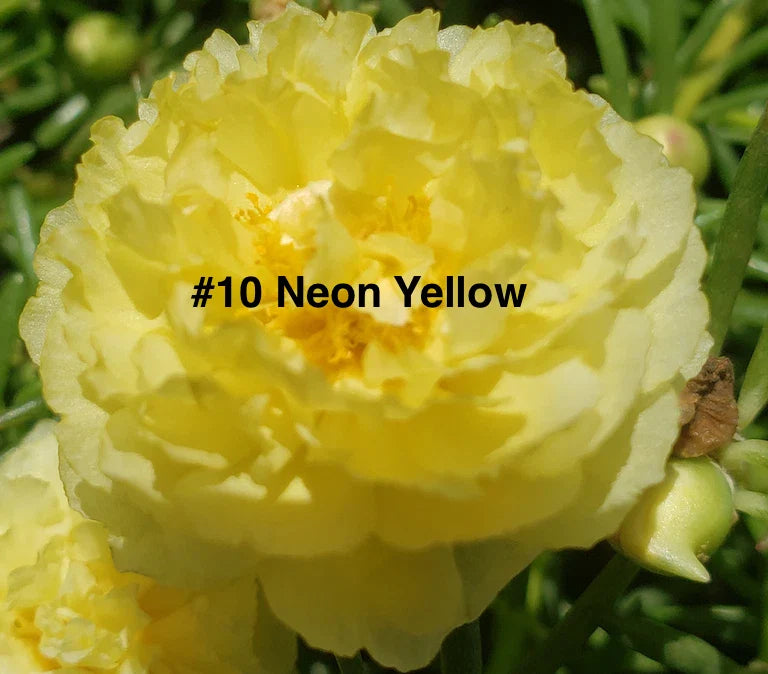 Moss Rose Cuttings - Neon Yellow - 10 Unrooted Cuttings - Portulaca Grandiflora