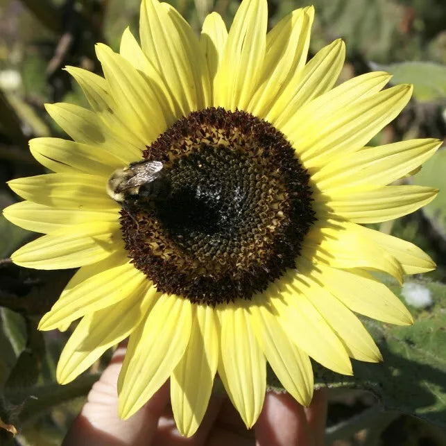 LEMON QUEEN SEEDS - 50+ Large Colorful Rare Perennial Flower Seeds - Helianthus 'Lemon Queen'