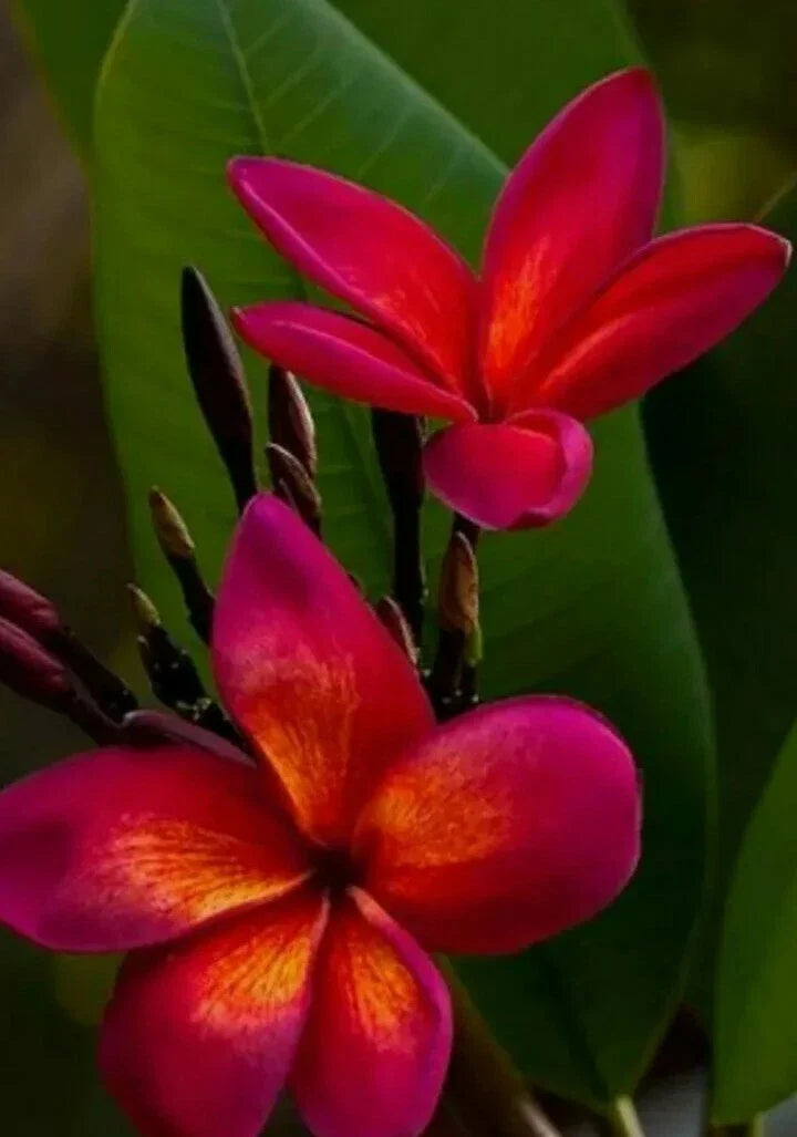Red Root Plumeria Plant in 3-Inch Pot - Rooted, Winter Drop Leaves, Plumeria rubra
