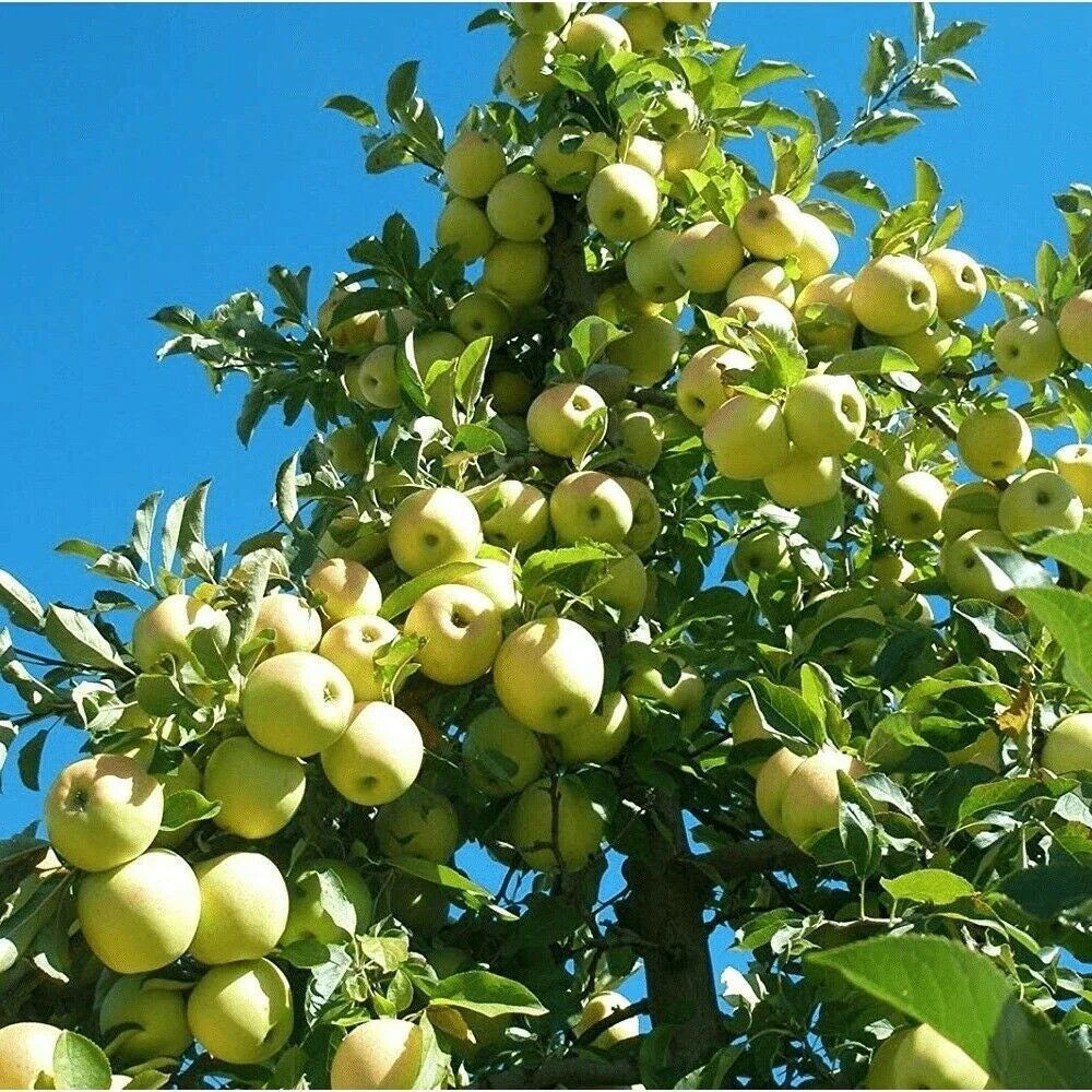 Golden Delicious Apple Tree Scions - 16 Thin Cuttings for Rooting & Grafting - Malus domestica