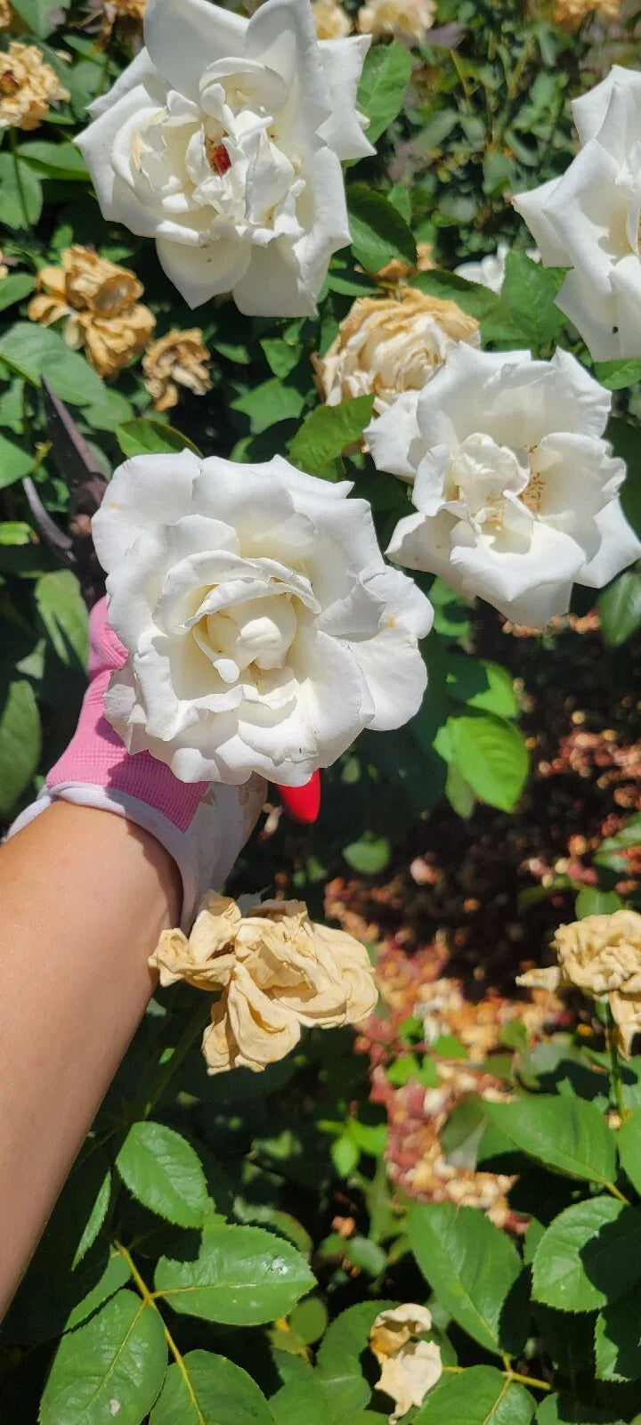 Queen Mary 2 Rose Cuttings - 4 Stems - Heirloom Variety - Rosa 'Queen Mary 2'