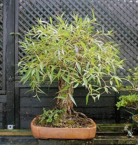 Bonsai Globe Willow Tree Cutting - Large Thick Trunk - Naturally Round - Salix babylonica