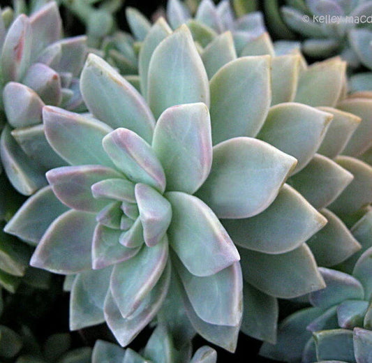 Graptopetalum Paraguayense Ghost Plant Cuttings - 3 x 2" Diameter Unrooted Succulents
