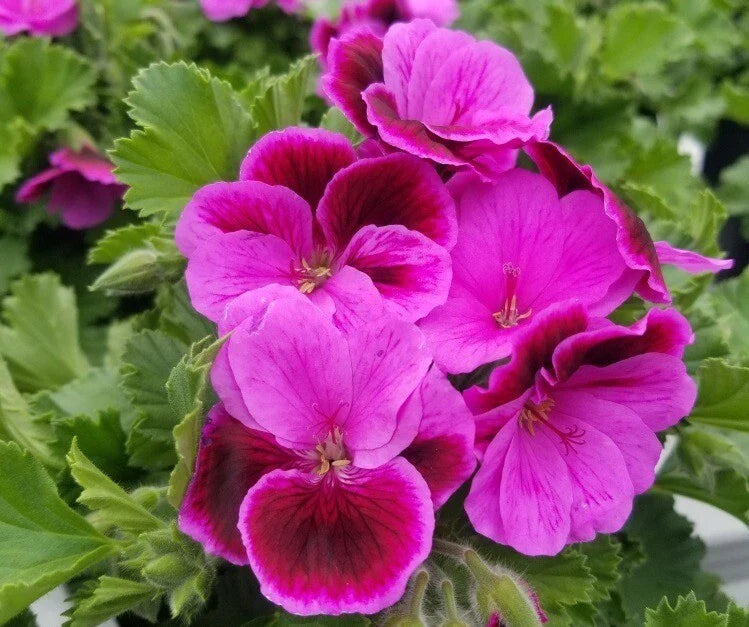 Martha Washington Geranium Cuttings - 6 Fresh Pelargonium Cuttings for Planting