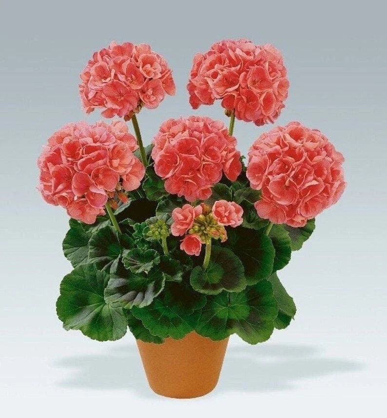 Geranium Cuttings - Salmon-Pink Upright Type - Pelargonium - 4 Rooting Cuttings for Gardening