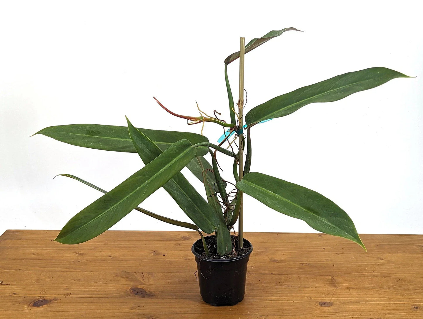 Philodendron Bicolor Plant in 4 Inch Pot | Rare Aroid Houseplant | Indoor Greenery