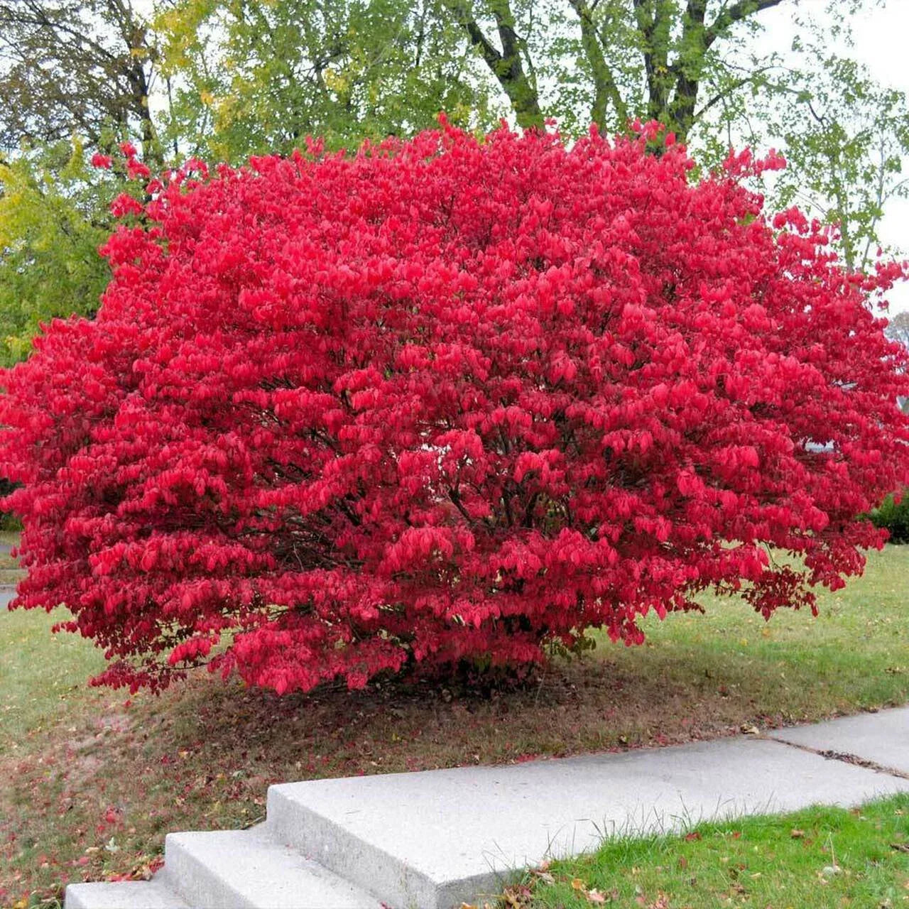 Burning Bush Plants Bare Root 4+ Inches Euonymus alatus - Vibrant Red Foliage for Landscaping and Gardens