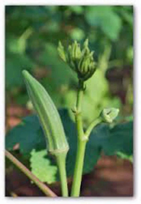 Okra Seeds 500 Count - Perkins Long Pod Heirloom, Non-GMO, Organic Vegetable Seeds, Abelmoschus esculentus