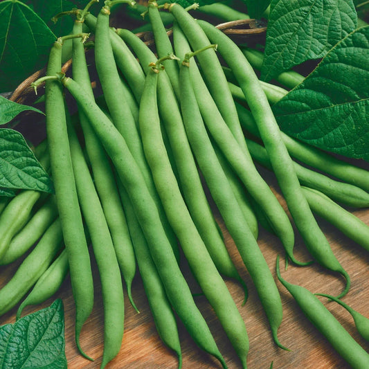 Green Bean Seeds - 5 Pack - Non-GMO Vegetable Seeds - Phaseolus vulgaris - Free USA Shipping