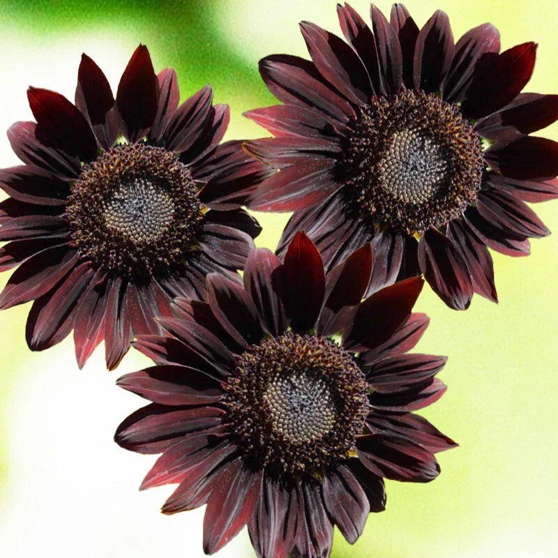 Chocolate Cherry Sunflower Seeds - Choose Packet Size - Helianthus annuus