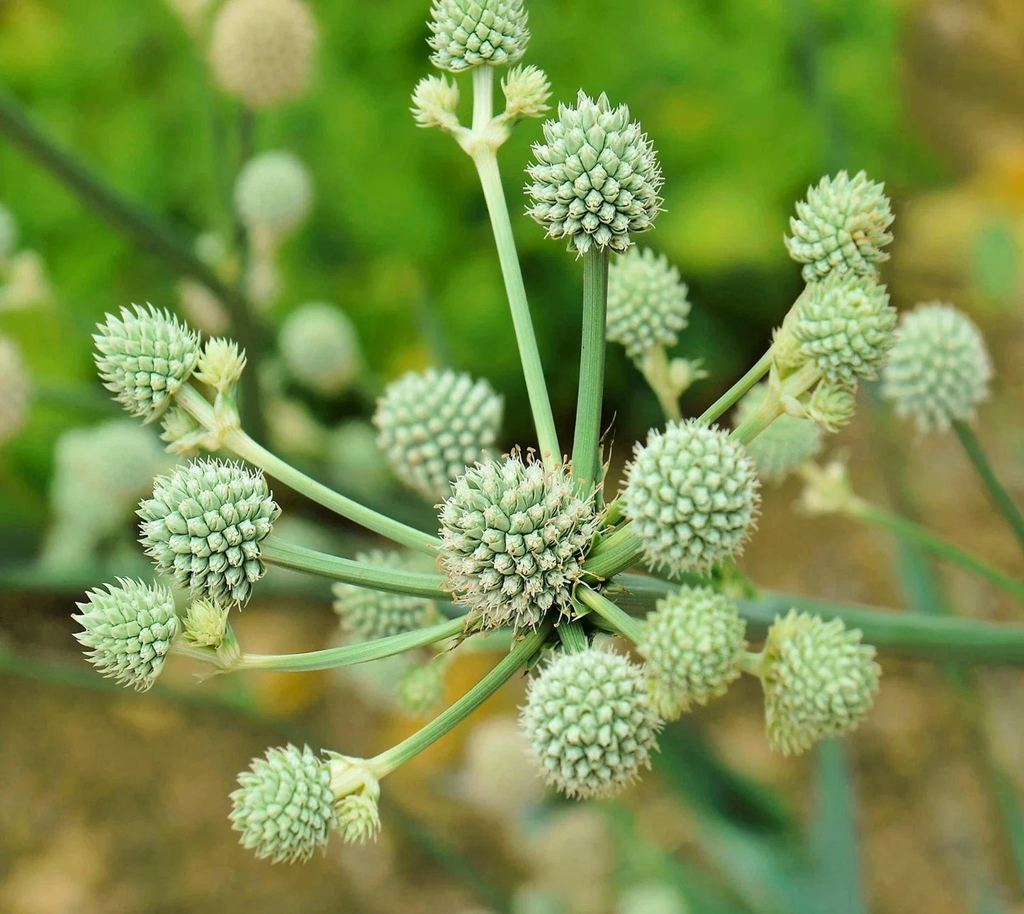 Rattlesnake Master Seeds 100+ Seeds Hardy Herbaceous Perennial Eryngium yuccifolium