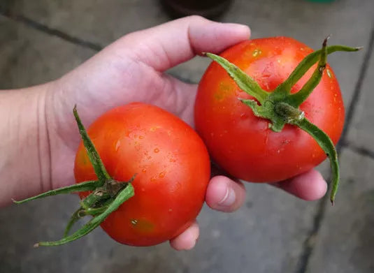 Bonny Best Tomato Seeds 15 Pack - Flavorful Variety for Canning & Salads - Ideal for Home Gardening