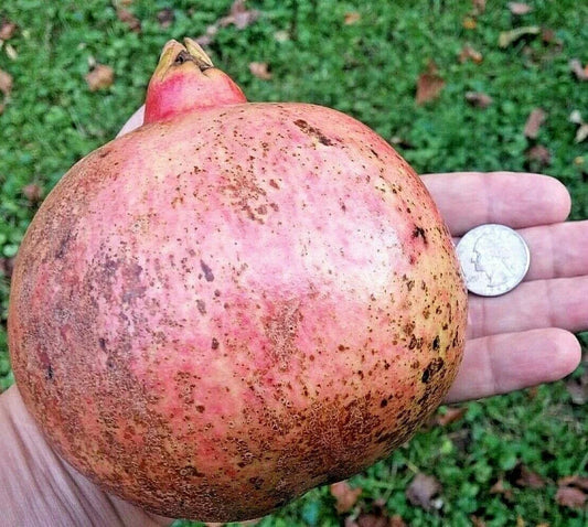 12 Thin Pomegranate Cuttings, Wonderful Variety, Rooting Grafting Scions, Punica granatum