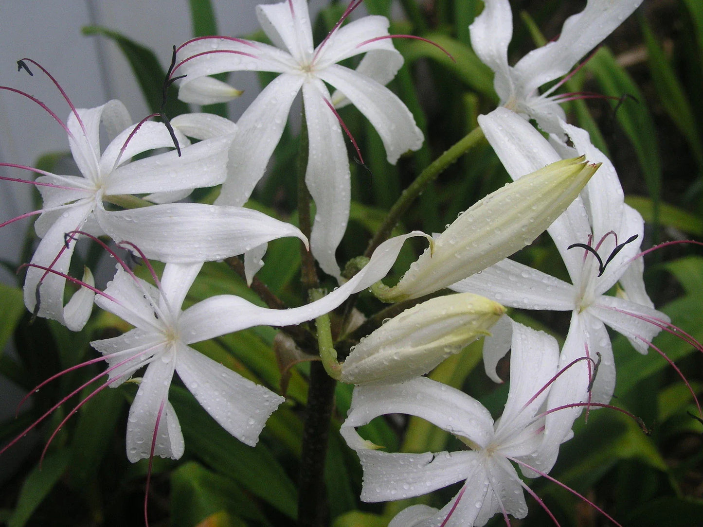 Crinum Lily Bulb, Large Blooming-Size, Erubescens, Aquatic Plant for Water Gardens