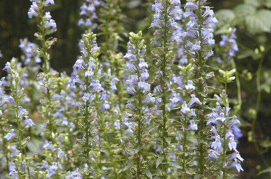 Great Blue Lobelia Seeds - Native Wildflower for Shade Gardens - Heat & Cold Tolerant - Lobelia siphilitica