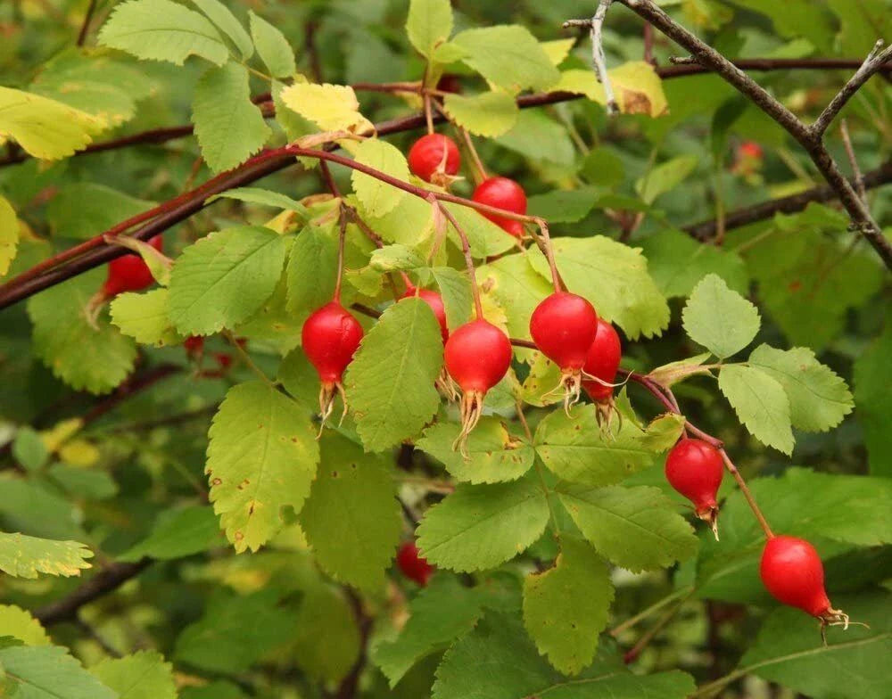 50 Woods Rose Seeds for Planting, Rosa woodsii, Grow Wild Rose Bushes, Perennial Flower Seeds, Hardy Garden Plants