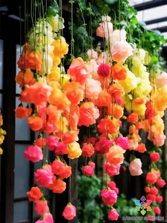 Rainbow Weeping Begonia Seeds - 25+ Pack for Garden Planting - Begonia x tuberhybrida
