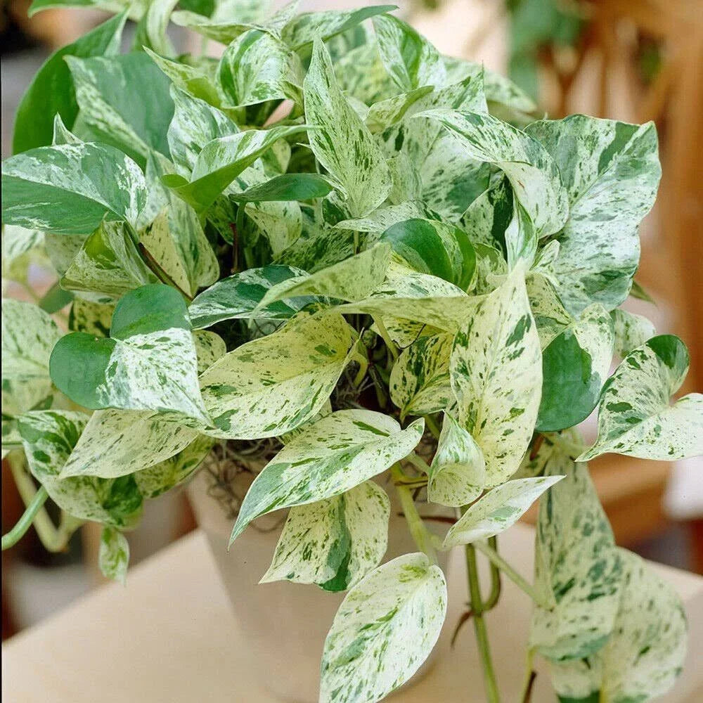Pothos Ivy Cuttings Combo 6 Pack - Marble Queen, Brazil, N'Joy - Indoor Plant - Epipremnum aureum