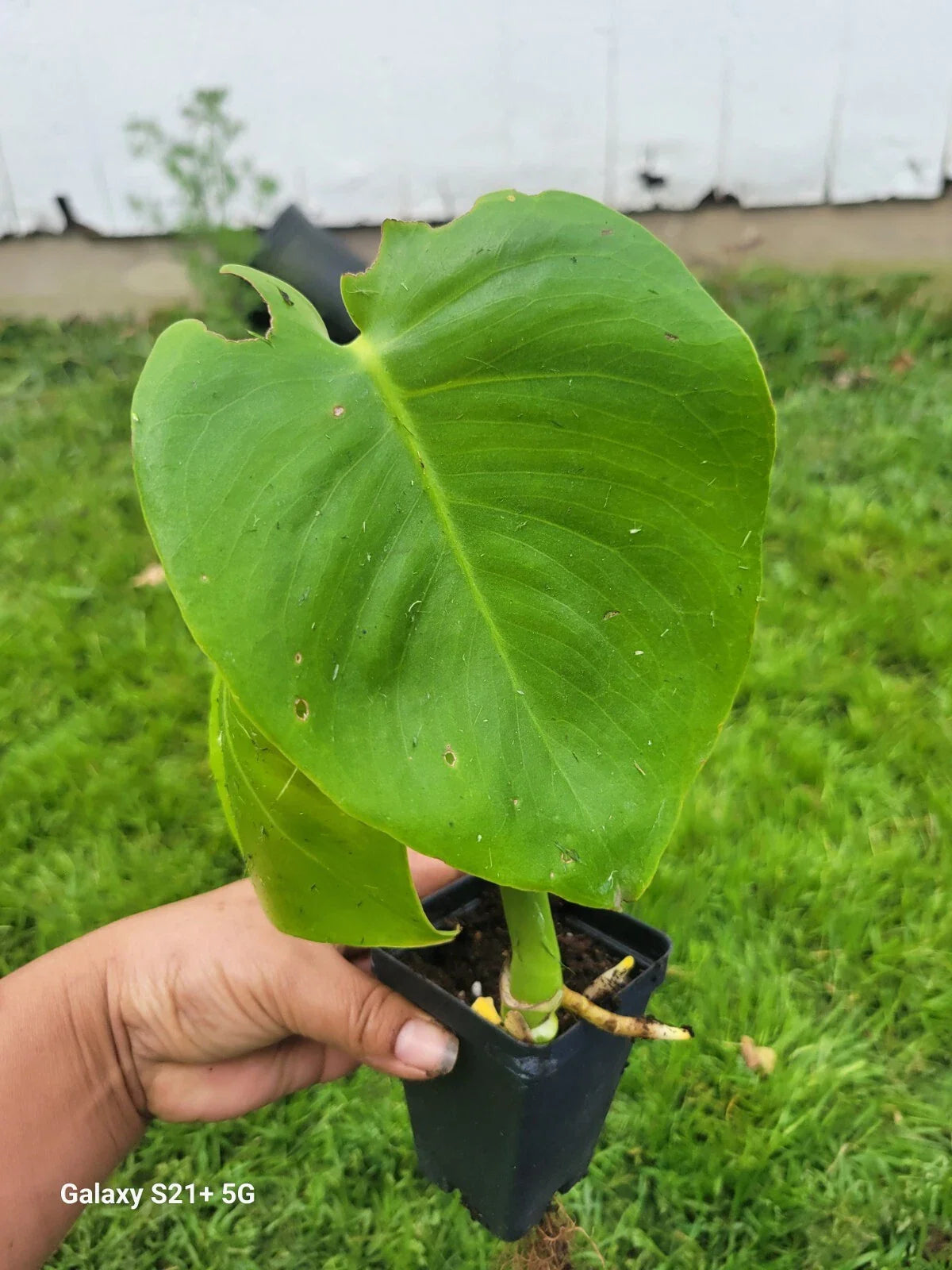Monstera Deliciosa Plant - Small Split Leaf Philodendron - Indoor Houseplant - Tropical Foliage Decor