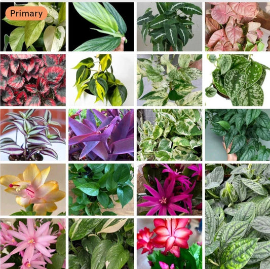 20+ Cuttings Mix Surprise Box | 10 Varieties | Unique Plant Cuttings | Ideal for Propagation and Gardening