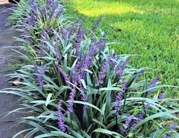 Monkey Grass 60 Bare Root Plants, Big Blue, Clumping, Liriope Spicata, Ground Cover, Border Plant
