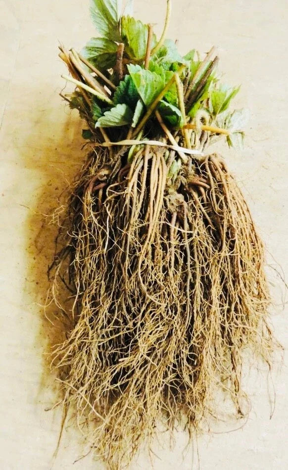 Everbearing Strawberry Bare Root Plants - Garden Outdoor Fruit - Fragaria × ananassa - Select Packs