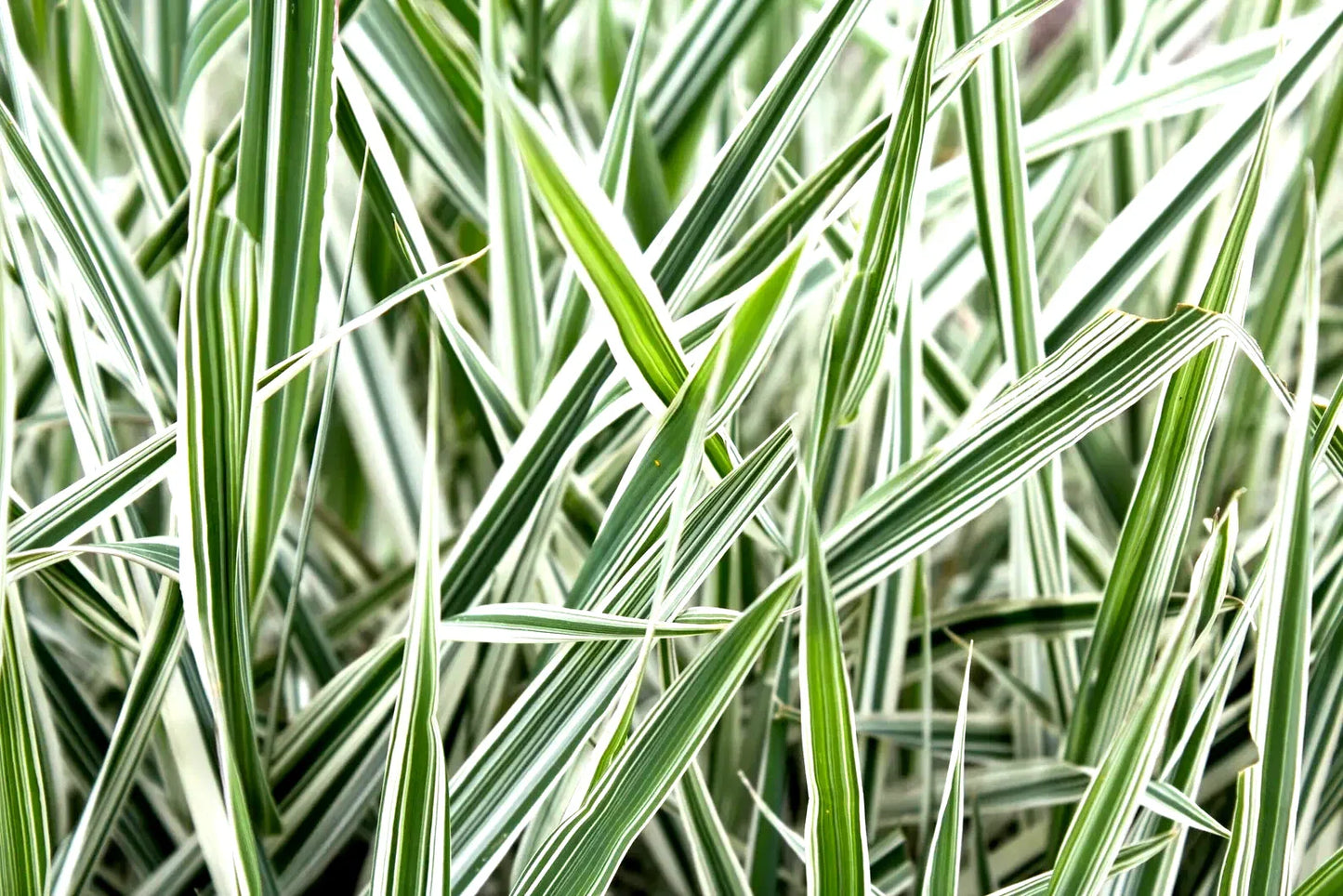 Ribbon Grass Plants - Strawberry & Cream Root Divisions - Hardy Ornamental Grass for Sun or Shade - Phalaris arundinacea