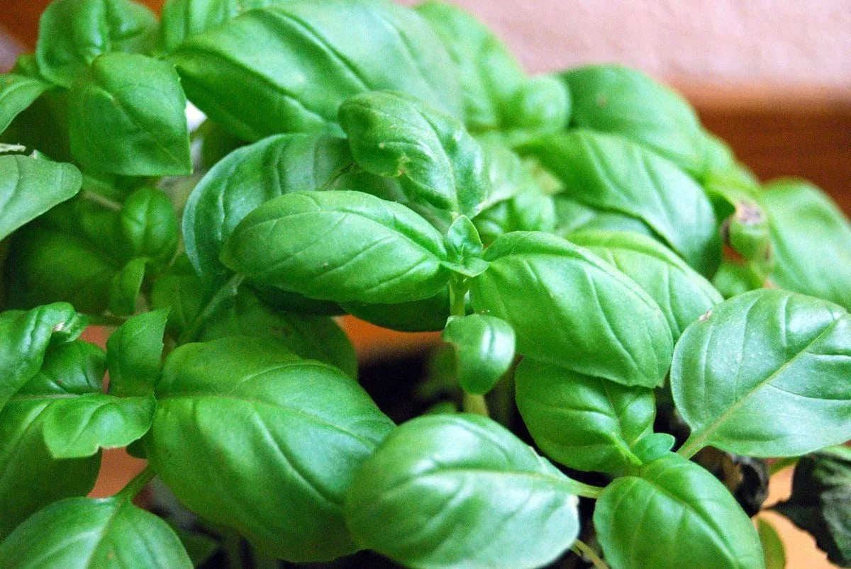 Genovese Basil Seeds - Non-GMO Herb Seeds - Ocimum basilicum - High Germination Rate - Fast Shipping with Tracking