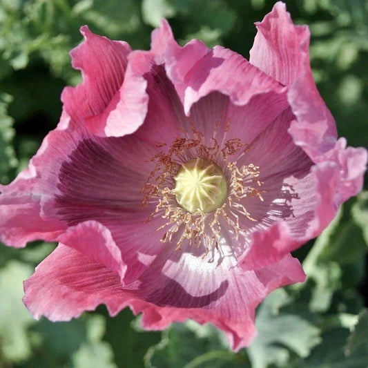 Giant Poppy Seeds - Pink Gargantuan Variety - Non-GMO - 500 Seeds - Perfect for Baking and Huge Blooms - Papaver somniferum