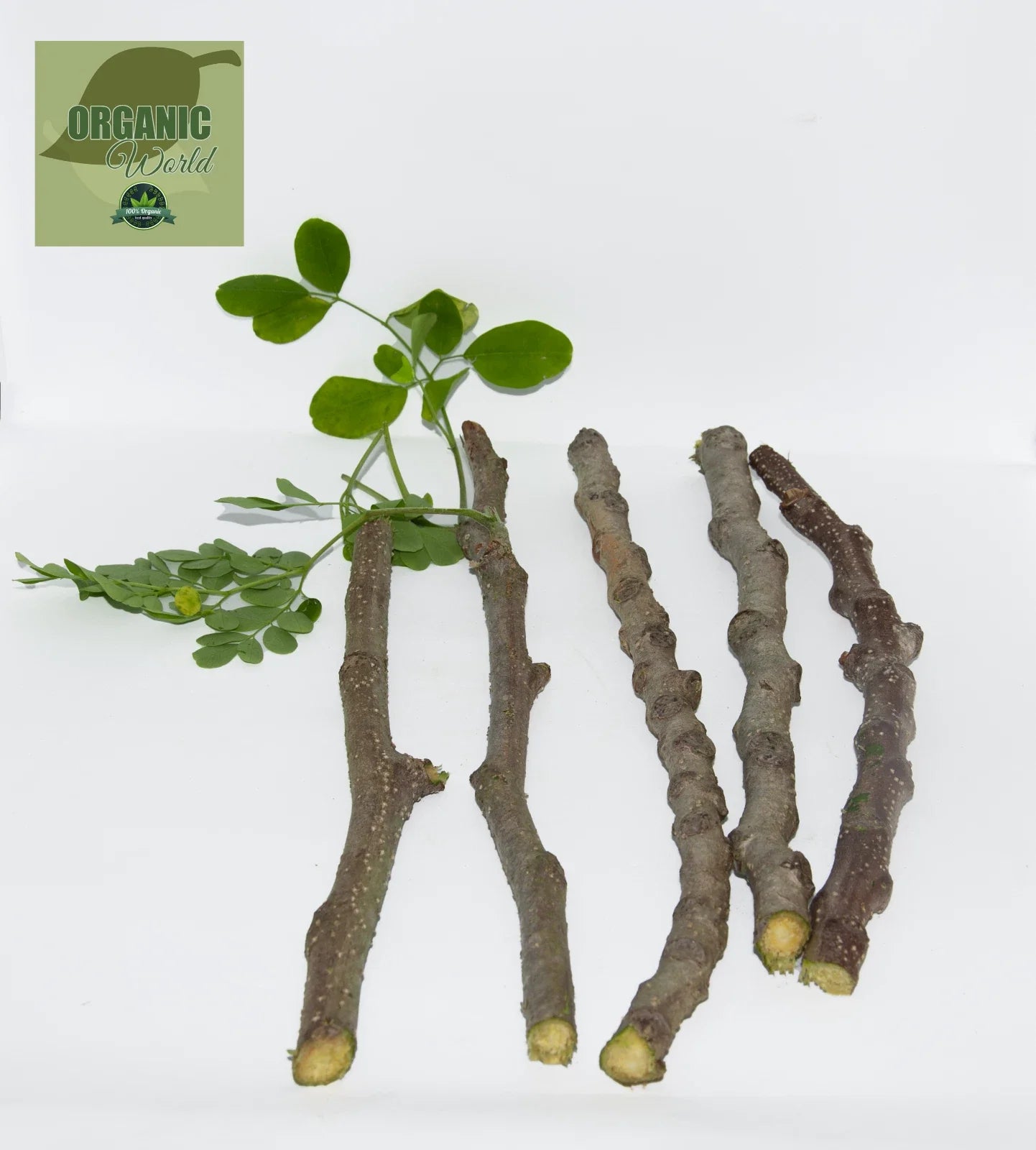 Organic Moringa Cuttings - 5 Pack, Florida Grown, Nutrient-Rich Moringa Oleifera