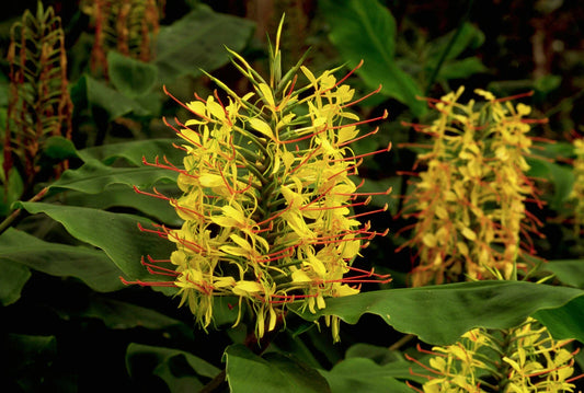 Hawaiian Kahili Yellow Ginger Plant Root - Hedychium gardnerianum - 1 Root per Pack
