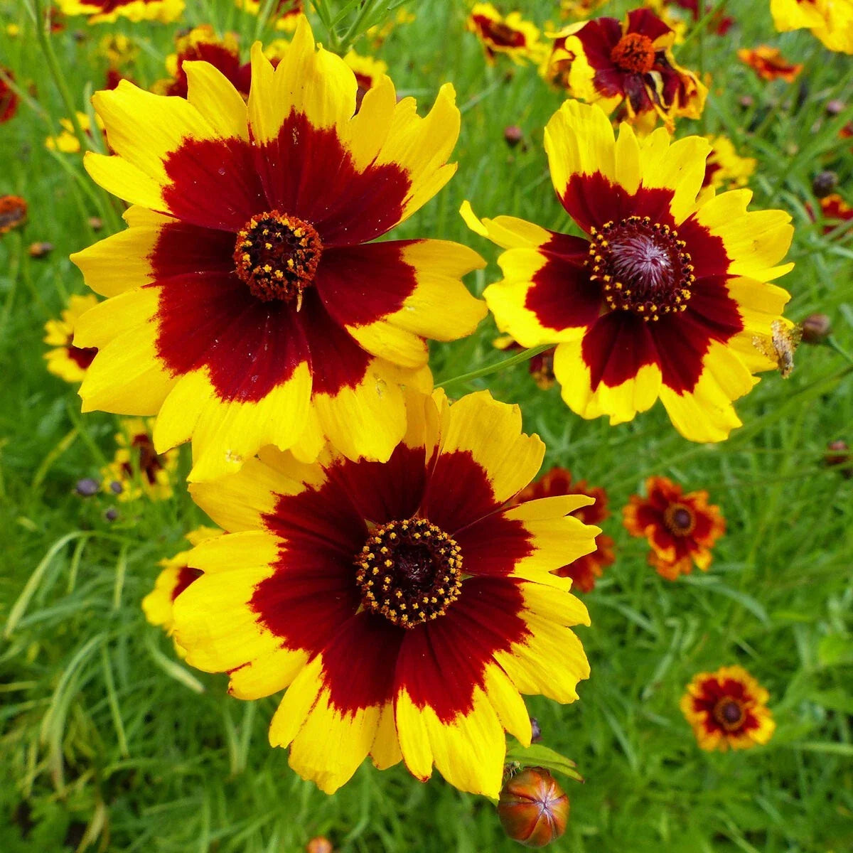 Plains Coreopsis Wildflower Seeds 1/4 Lb - Coreopsis tinctoria - Mylar Seed Packet by Everwilde Farms
