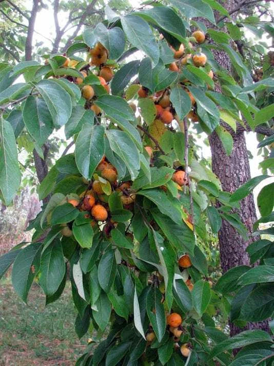 American Persimmon Tree Saplings 1ft - Diospyros Virginiana Live Plants (2) Edible Fruit Seedlings Bare Root