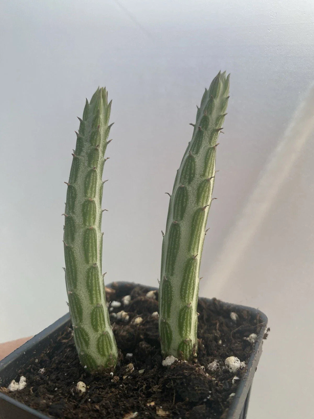 Succulent Cuttings - 2 Rooted Pickle Plant Cuttings - Kleiniia senecio stepiliformis - Unique Indoor Decor
